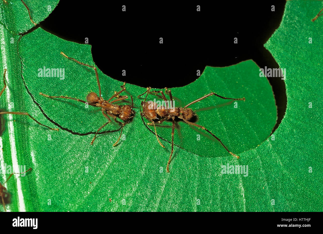 Leafcutter ants (Atta sp.) cutting a leaf. Tropical rainforest, La