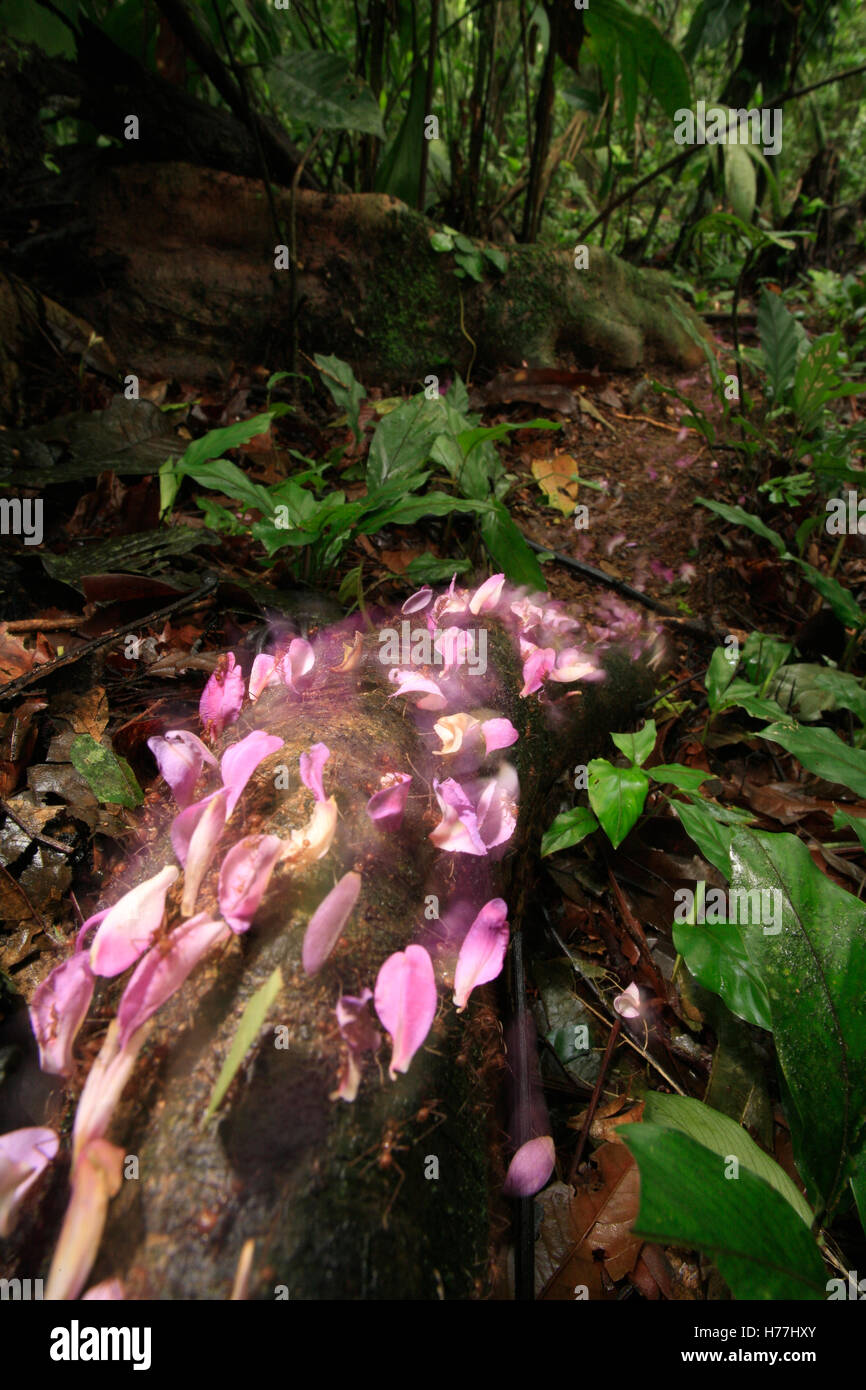 Leaf-cutter ants (Atta sp.) carrying petals of Tonka Bean tree (Dipteryx panamensis) to nest. La Selva, Costa Rica Stock Photo