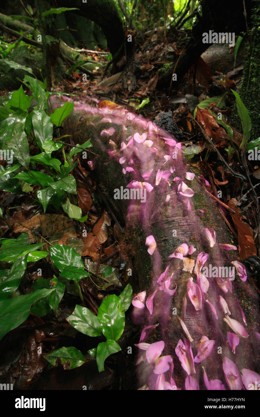 Tonka bean tree hires stock photography and images Alamy