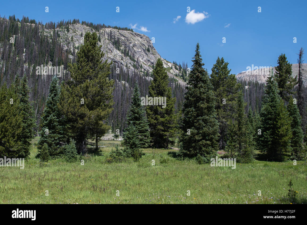 Meadow with Rocky Mountains Stock Photo - Alamy