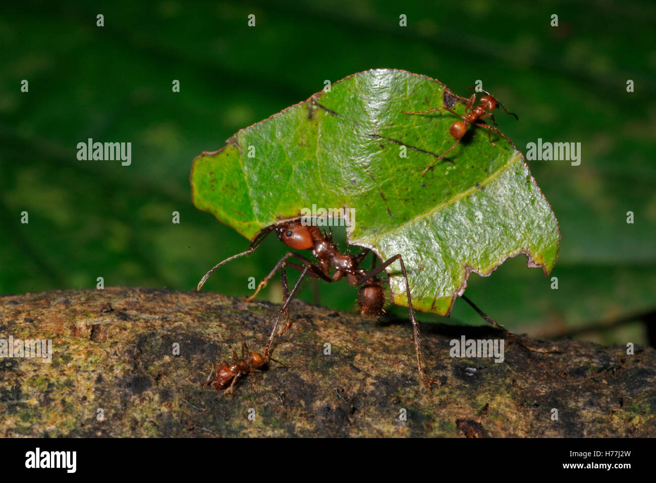 Leafcutter ant (Atta sp.) carrying leaves to nest. Small ant on leaf