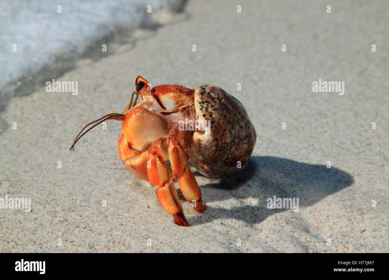 Hermit crab (Coenobita compressus) on Quesara Beach, Curu National ...