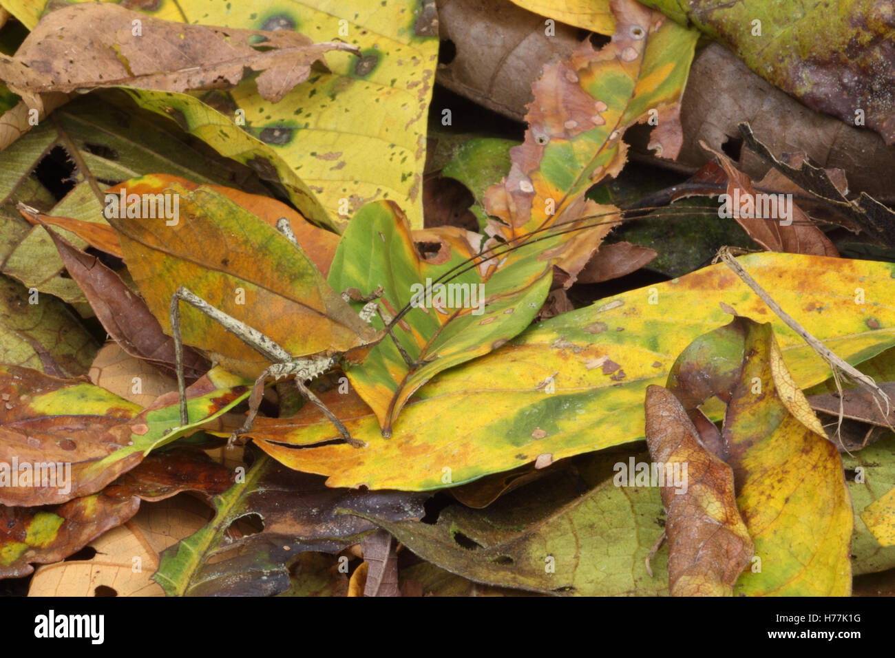 Leaf-mimic Katydid (Mimetica sp.) camouflaged in rainforest leaf litter, La Selva Biological Station, Costa Rica. Stock Photo