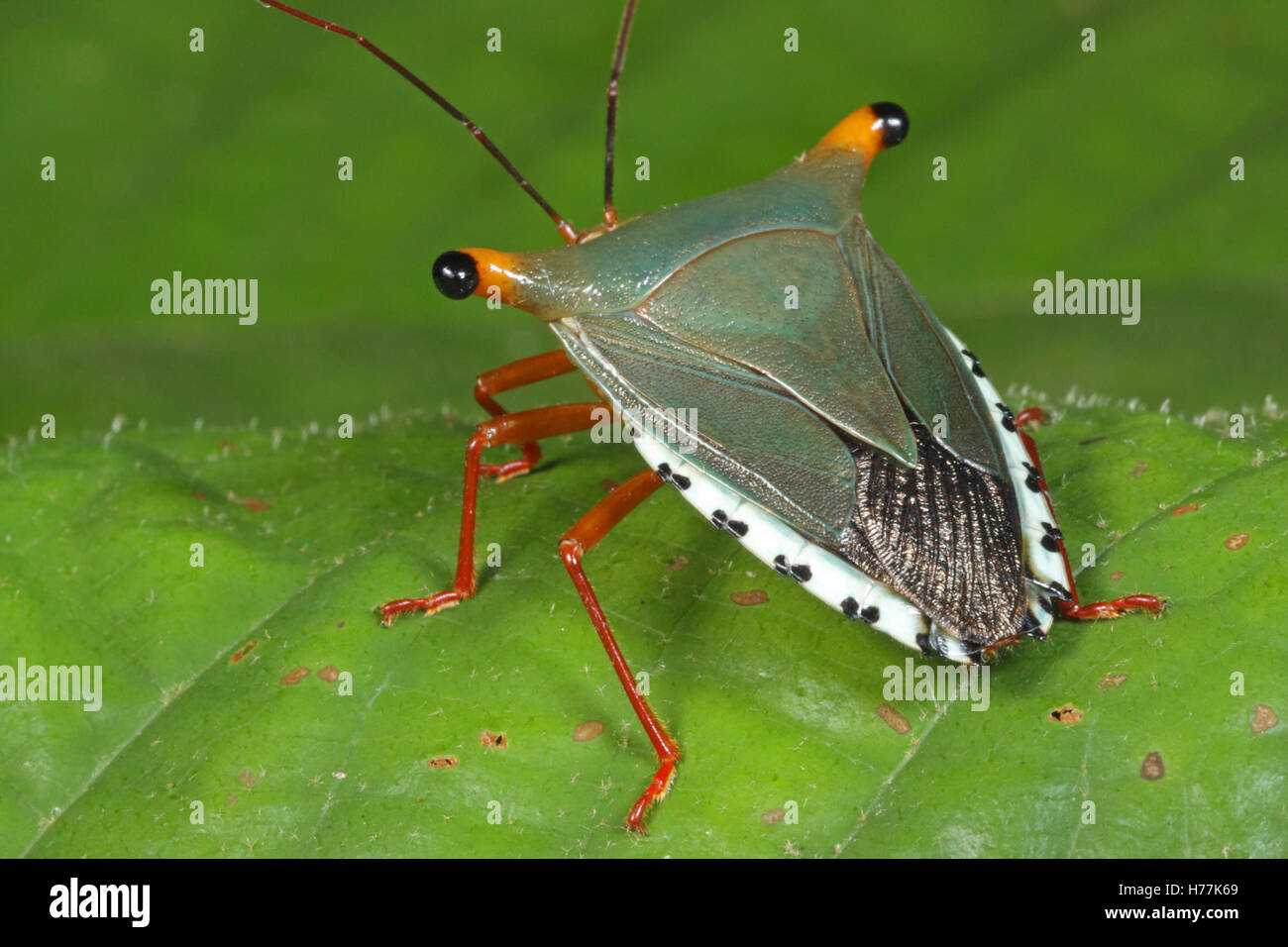 Stink Bug (Edessa sp.). Rainforest, La Selva Biological Station, Costa Rica. Stock Photo