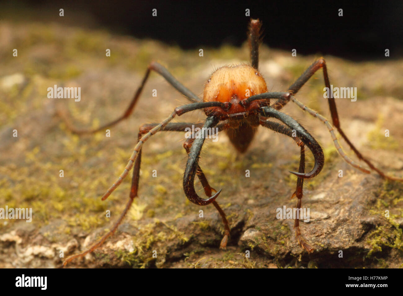 Army ant (Eciton sp.) soldier. Rainforest in Rincon de la Vieja National Park, Costa Rica. Stock Photo