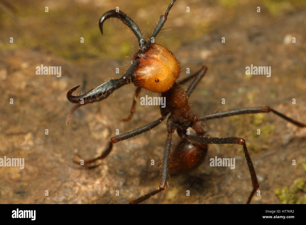 Army ant (Eciton sp.) soldier in defence posture. Rainforest in Rincon de la Vieja National Park, Costa Rica. Stock Photo