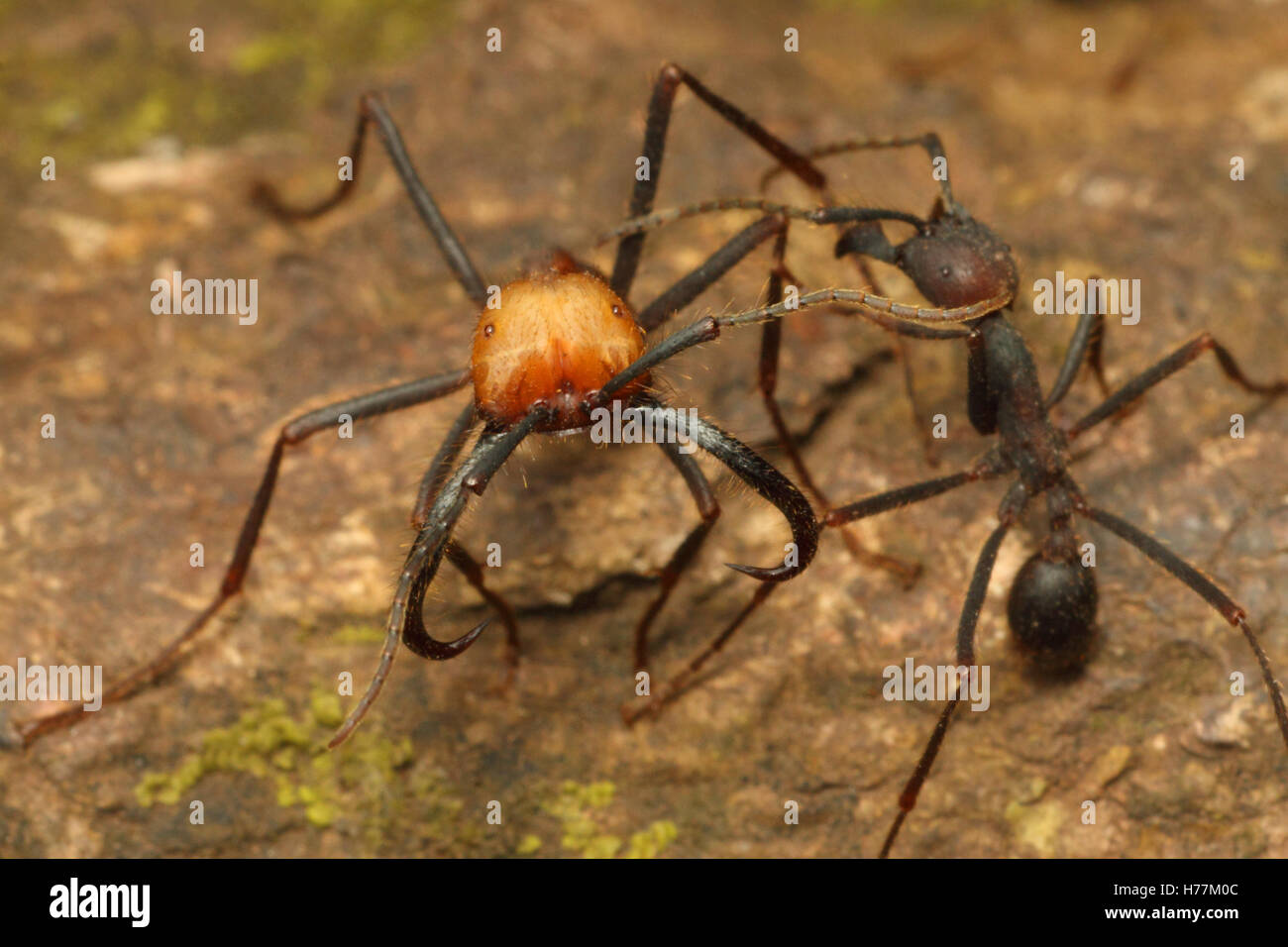 Army ant (Eciton sp.) soldier and worker. Rainforest in Rincon de la Vieja National Park, Costa Rica. Stock Photo