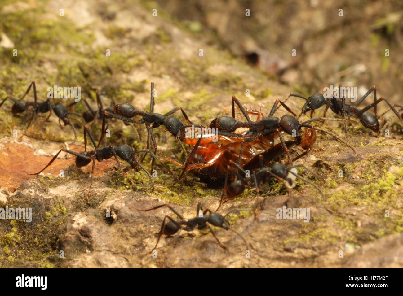 Army ants (Eciton sp.) carry a cockroach back to their bivouac. Rainforest in Rincon de la Vieja National Park, Costa Rica. Stock Photo