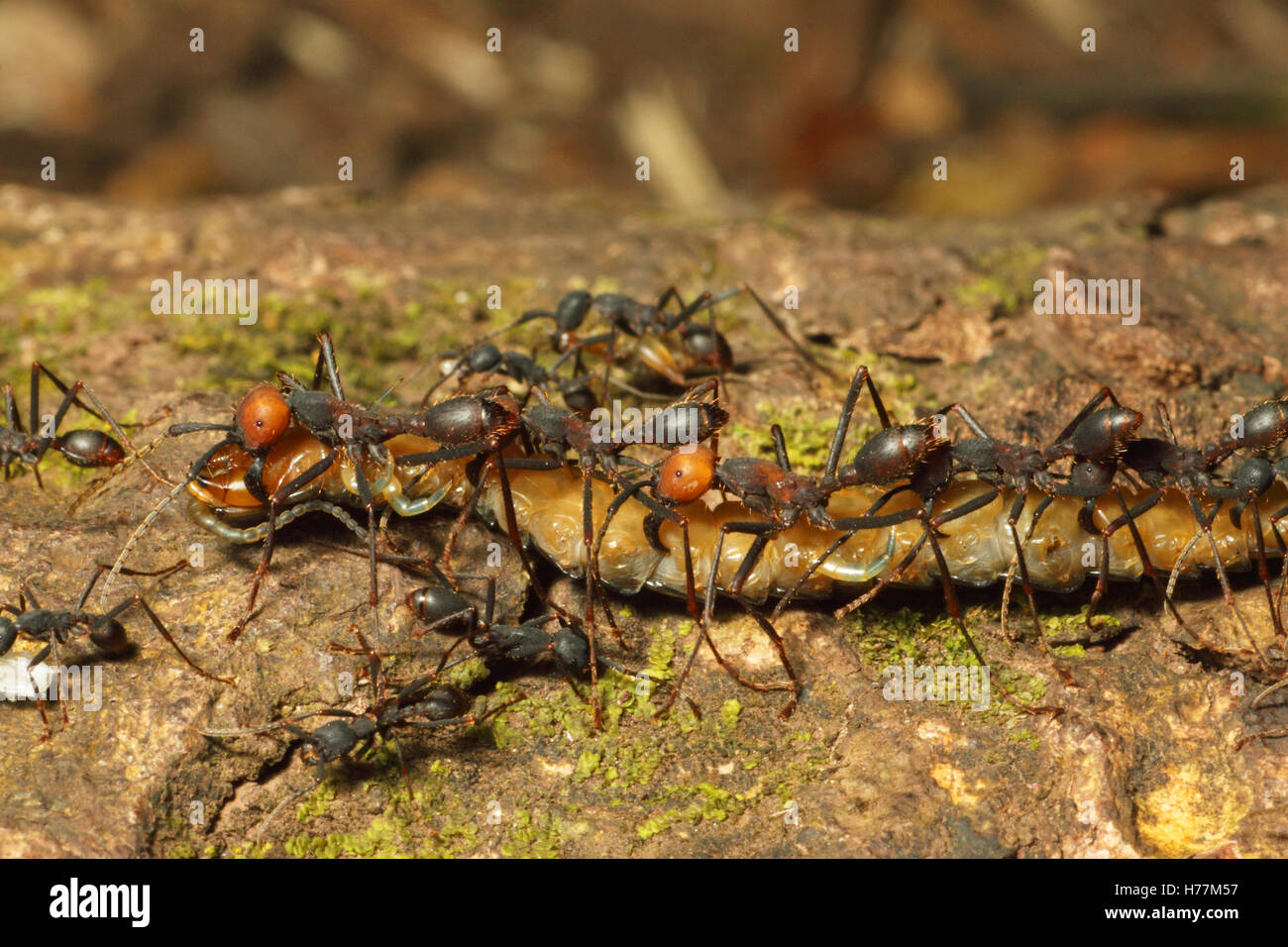 Army ants (Eciton sp.) carrying millipede back to bivouac. Rainforest in Rincon de la Vieja National Park, Costa Rica. Stock Photo