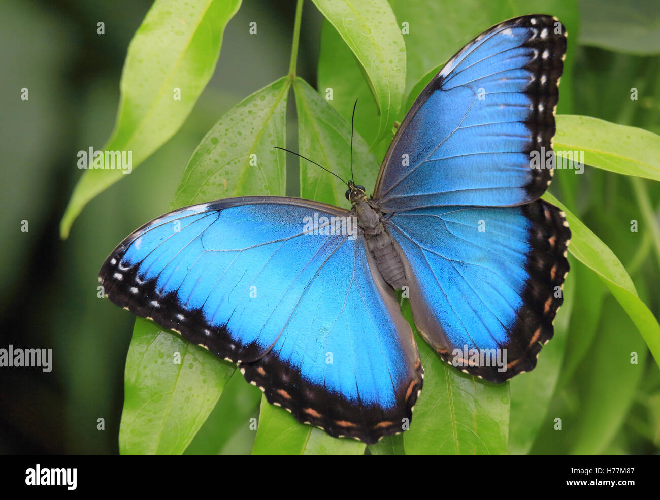 Morpho butterfly (Morpho helenor ). Waterfall Gardens, Costa Rica. Stock Photo