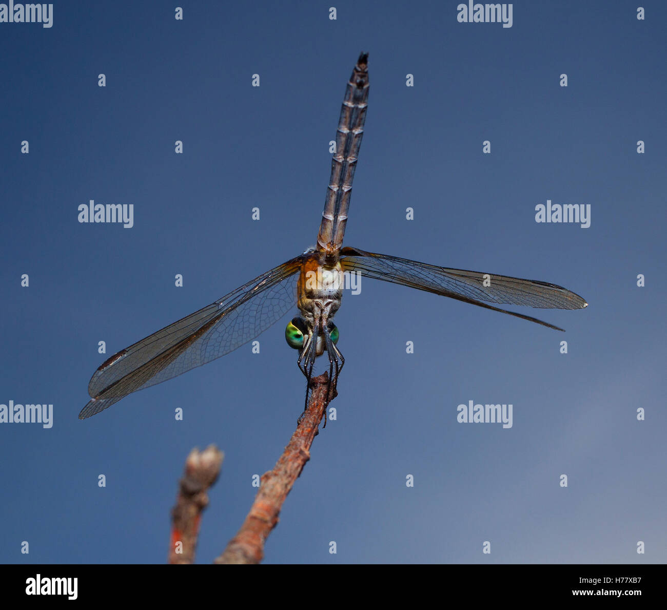 View from behind and underneath a dragonfly on a branch Stock Photo