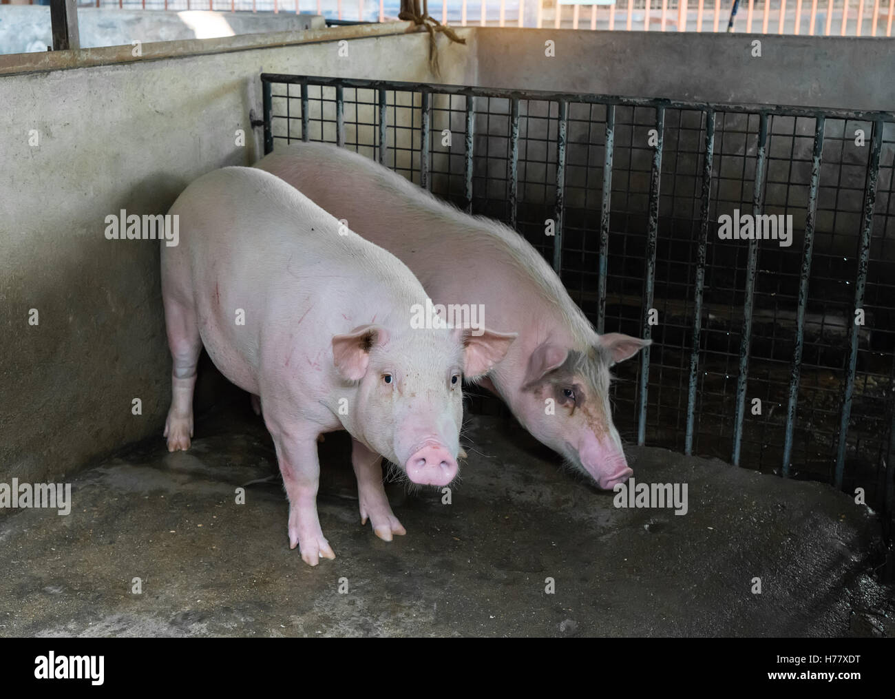 pigs on the farm Stock Photo - Alamy