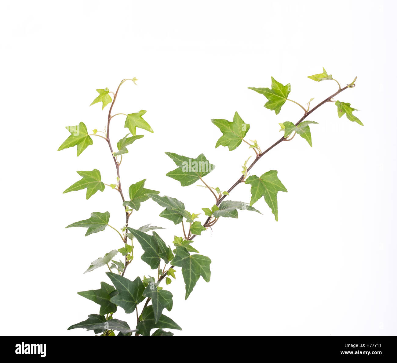 ivy leaves isolated on a white background Stock Photo - Alamy