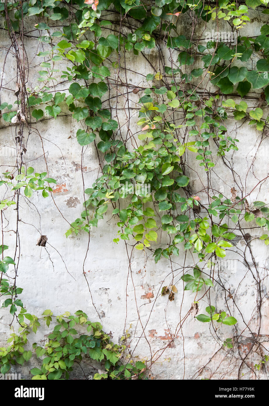 ivy leaves isolated on a white background Stock Photo - Alamy