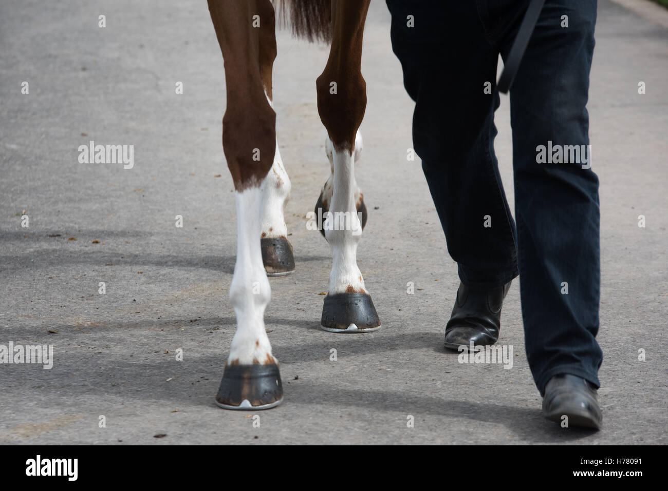 Racehorse hooves, been paraded in the mounting yard. strapper and feet only. Stock Photo