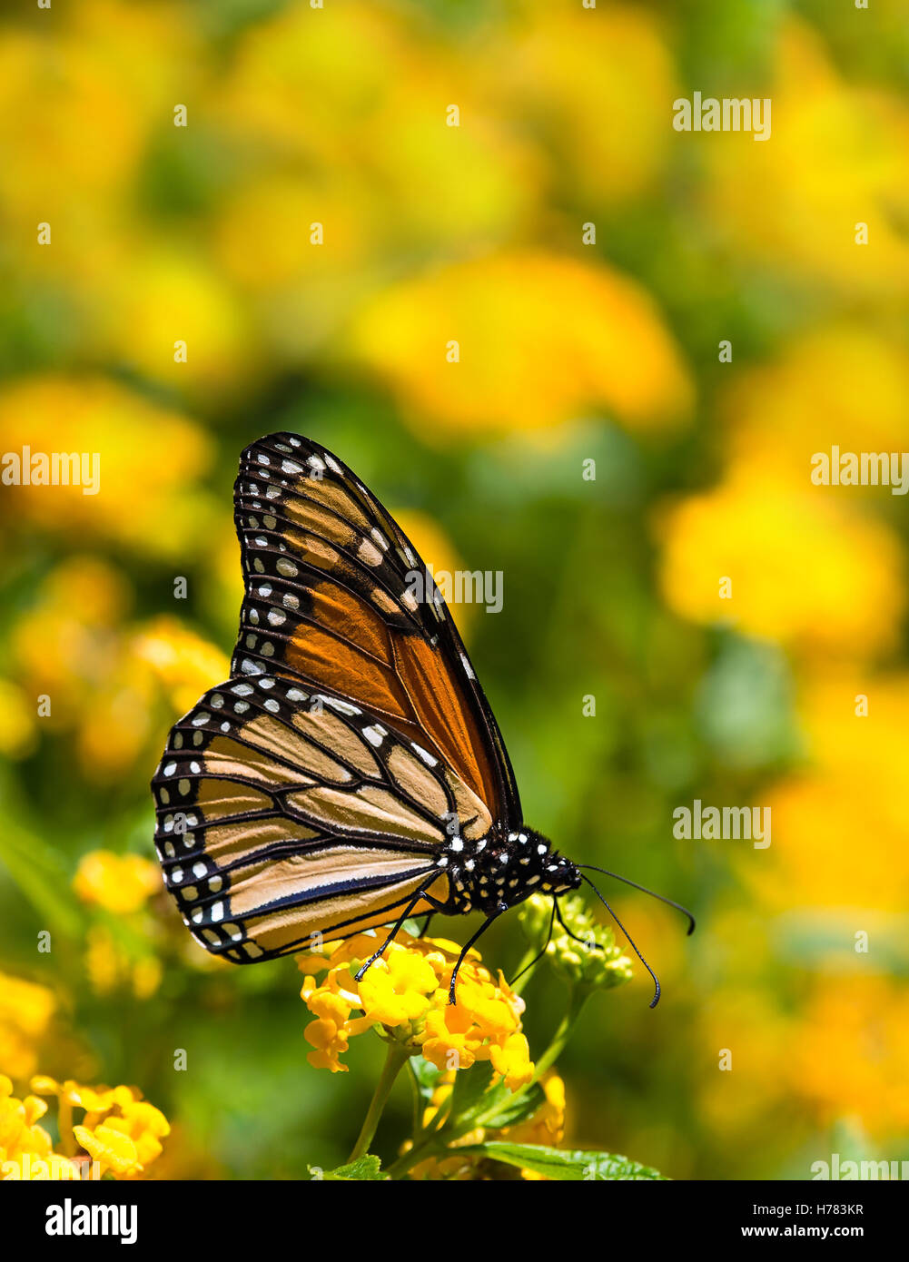 Monarch butterfly (Danaus plexippus) feeding on yellow Lantana flowers ...