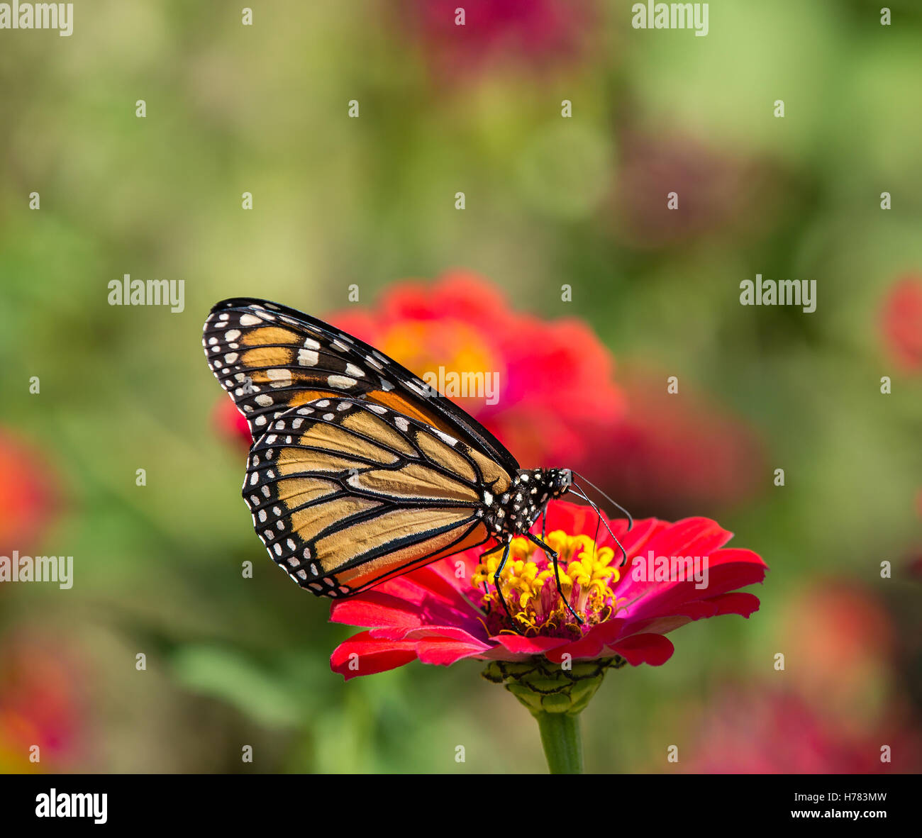 Monarch butterfly (Danaus plexippus) feeding on red Zinnia flower Stock ...