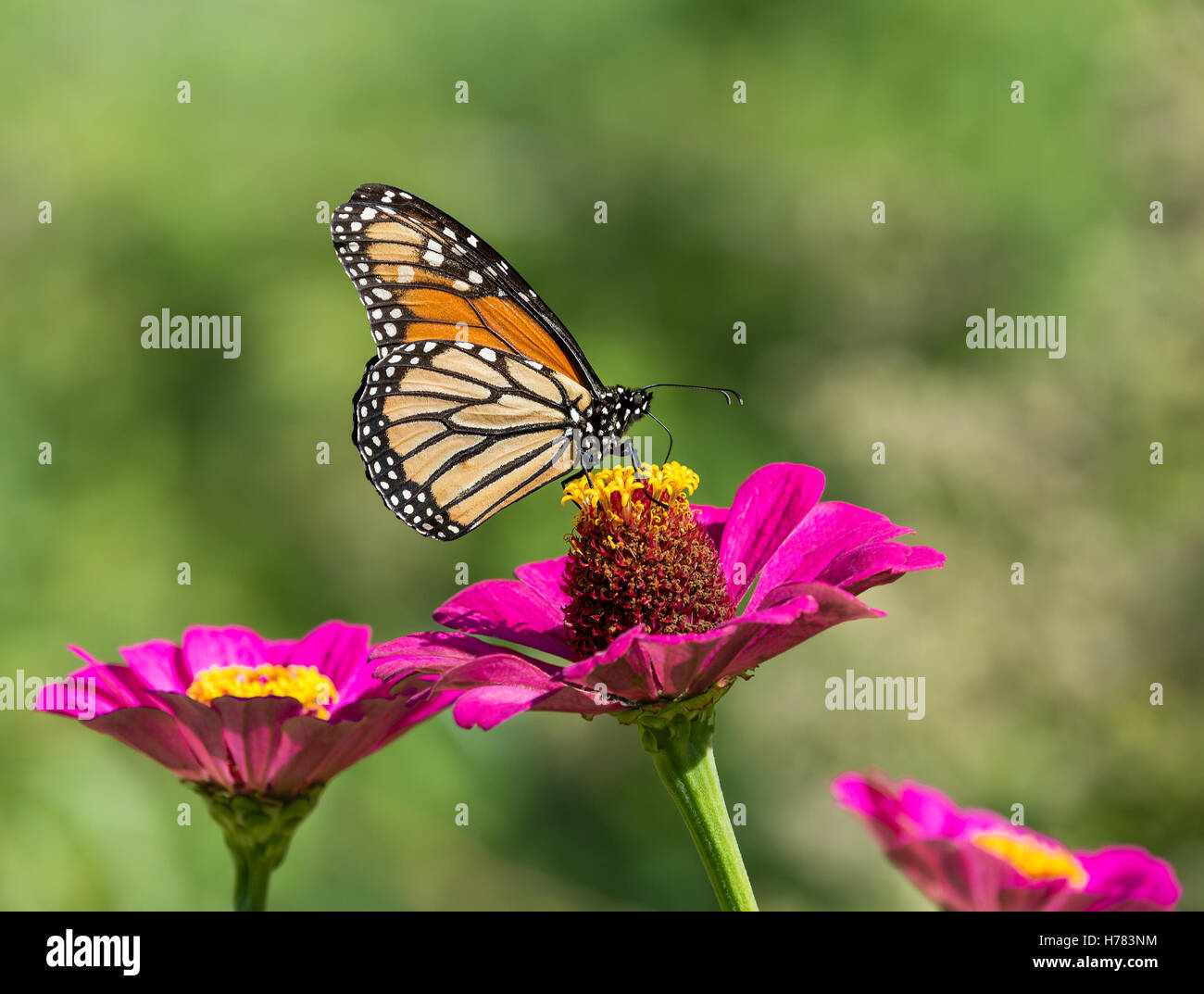 Monarch butterfly (Danaus plexippus) feeding on pink Zinnia flower ...
