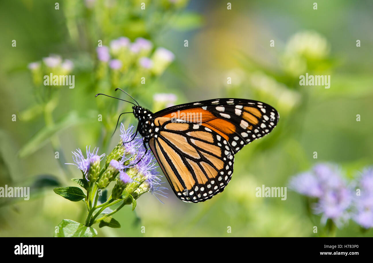 Monarch butterfly (Danaus plexippus) feeding on Greggs Mistflowers (Conoclinium greggii) in the fall Stock Photo