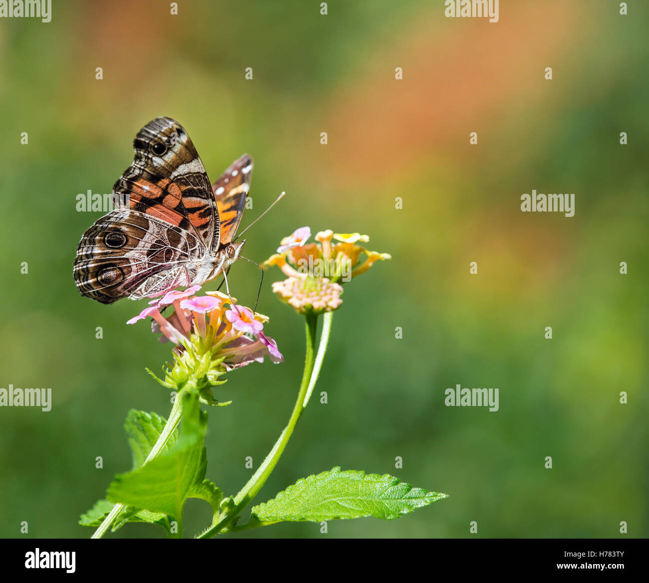The American Painted Lady or American Lady (Vanessa virginiensis) butterfly feeding on Lantana flowers Stock Photo
