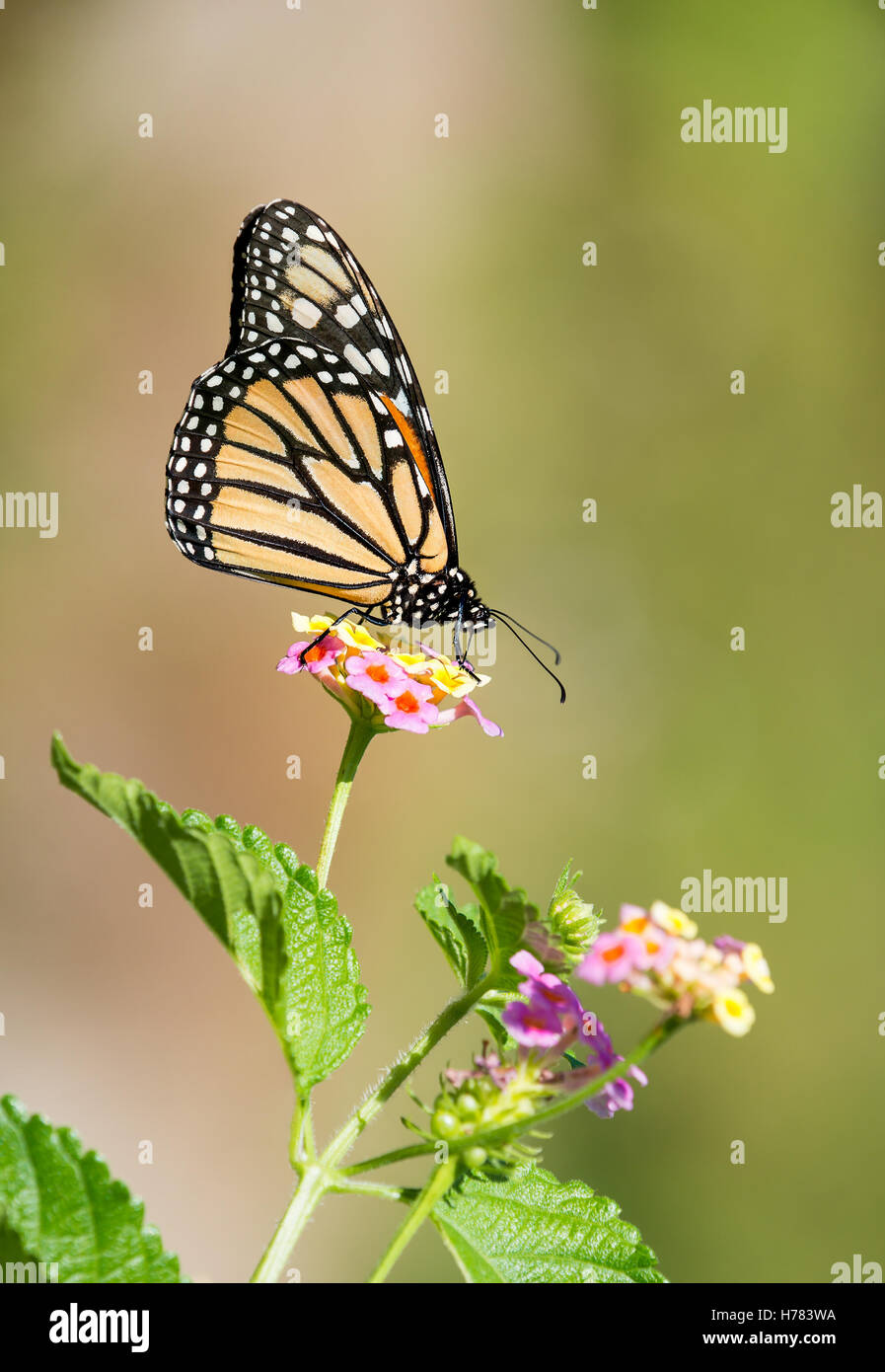 Monarch butterfly (Danaus plexippus) feeding on Lantana flowers in the ...