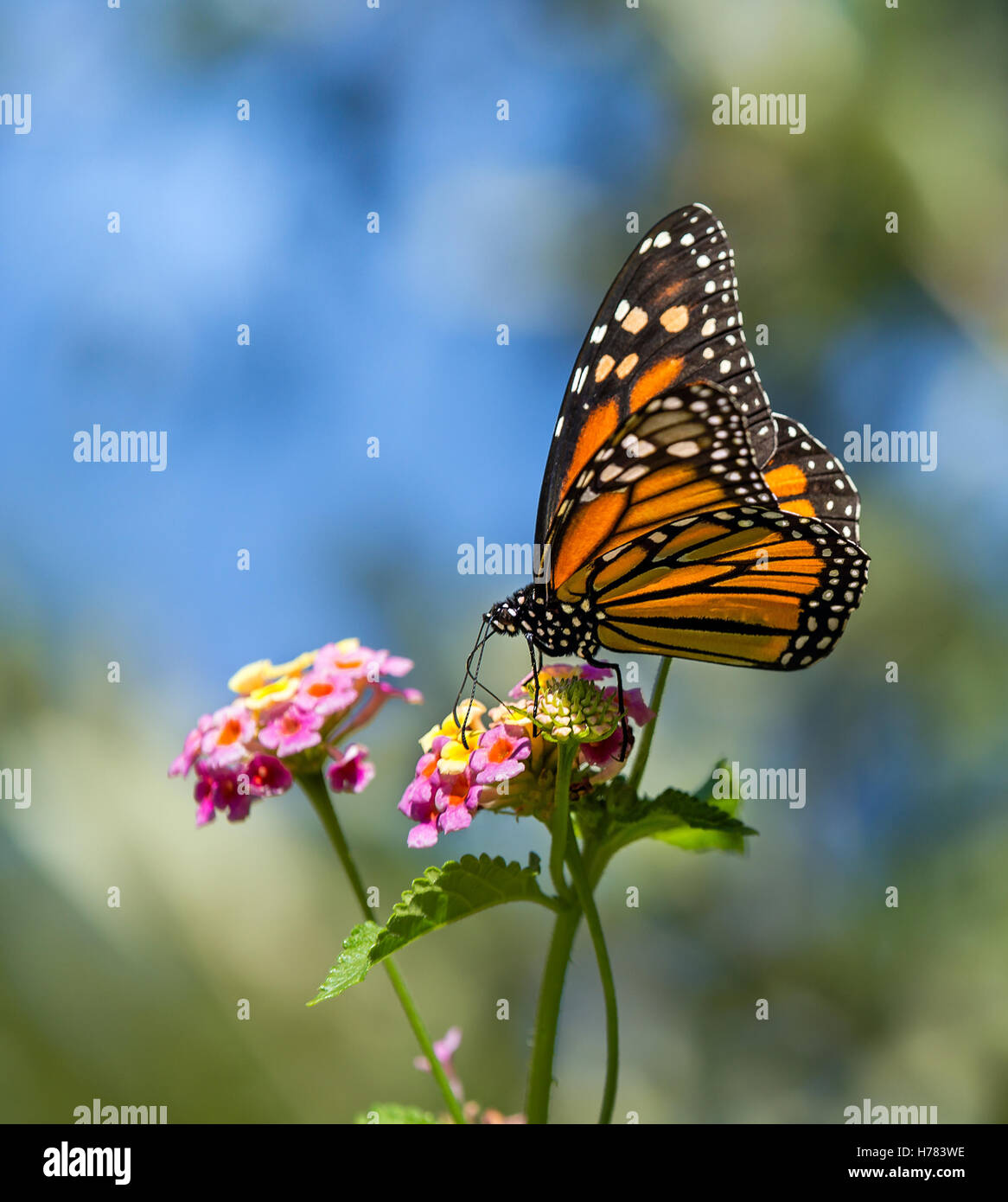 Monarch butterfly (Danaus plexippus) feeding on Lantana flowers Stock ...