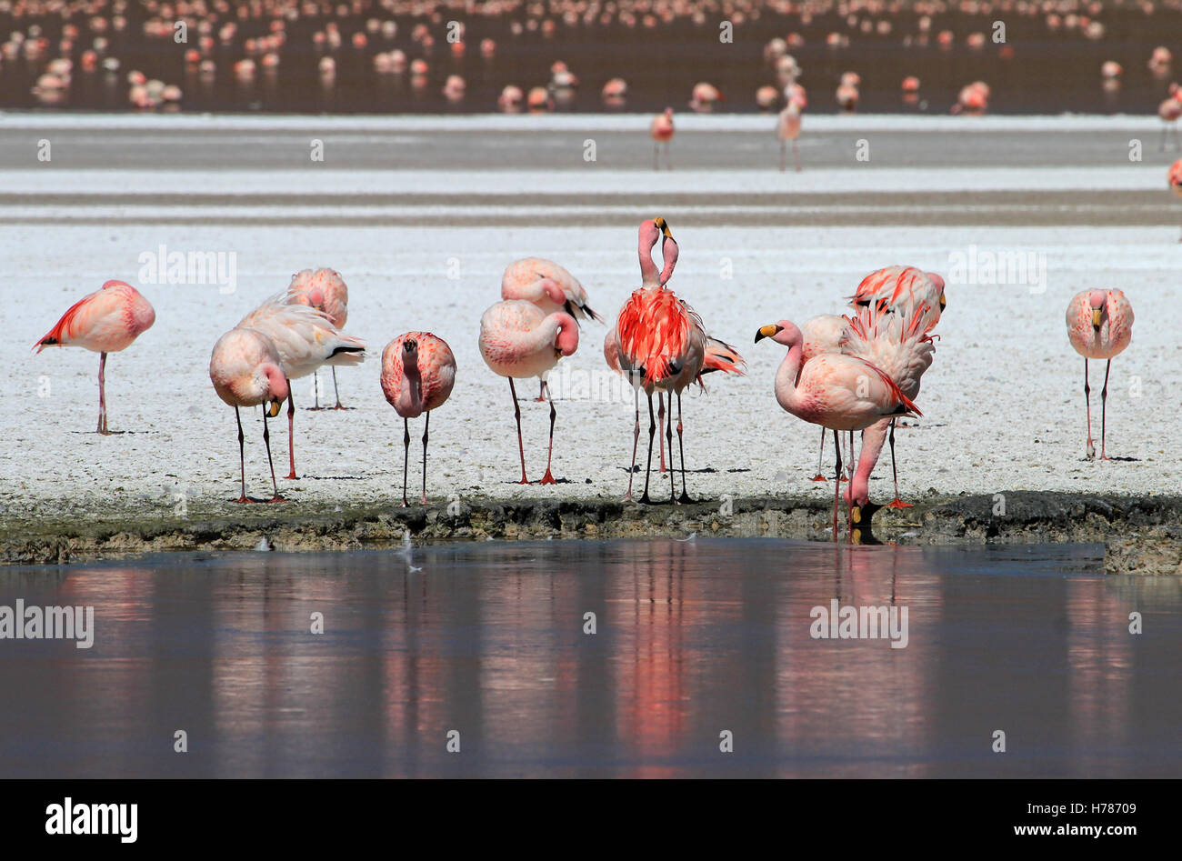 James flamingos, phoenicoparrus jamesi, also known as the puna flamingo, are populated in high altitudes of andean mountains in Stock Photo