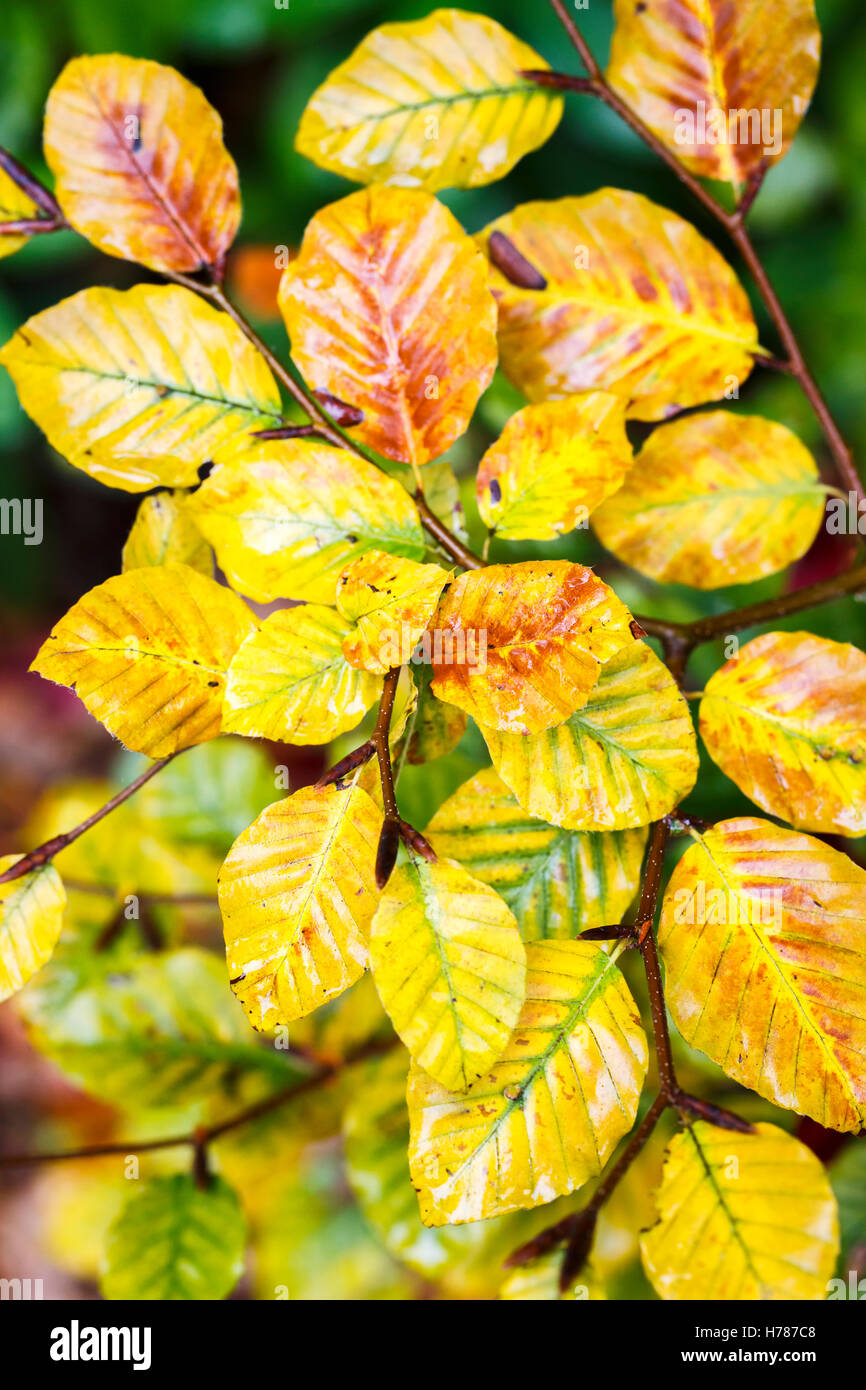 Southern beech leaves hi-res stock photography and images - Alamy