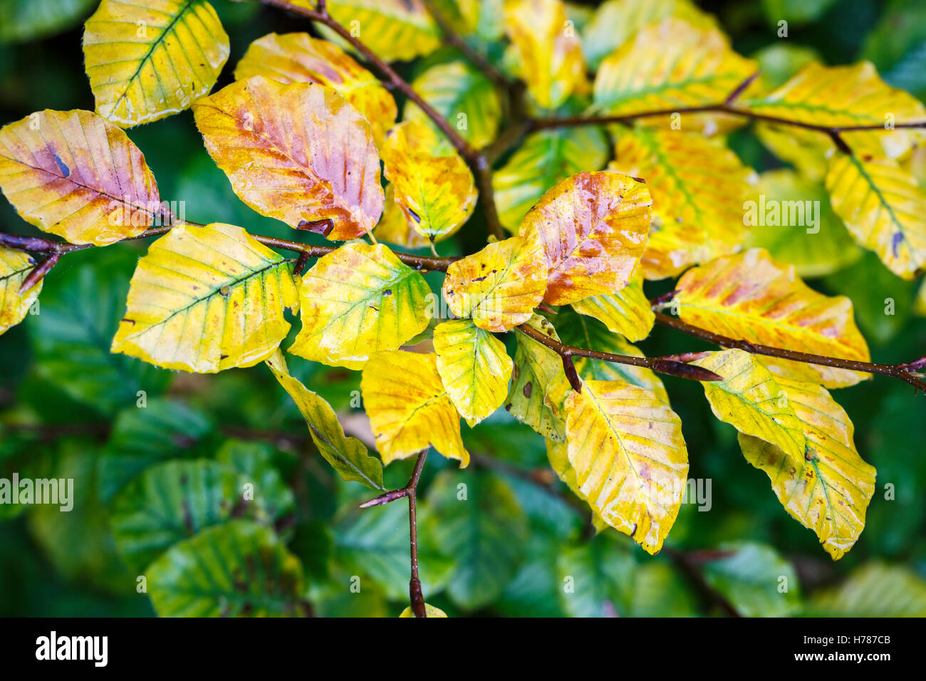 Southern beech leaves hi-res stock photography and images - Alamy