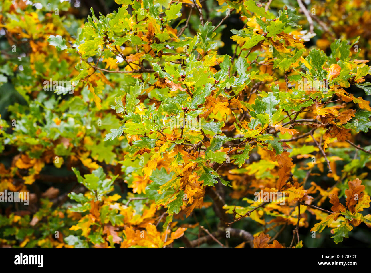 Leaves of an English oak tree (Quercus robur) in the autumn with ...