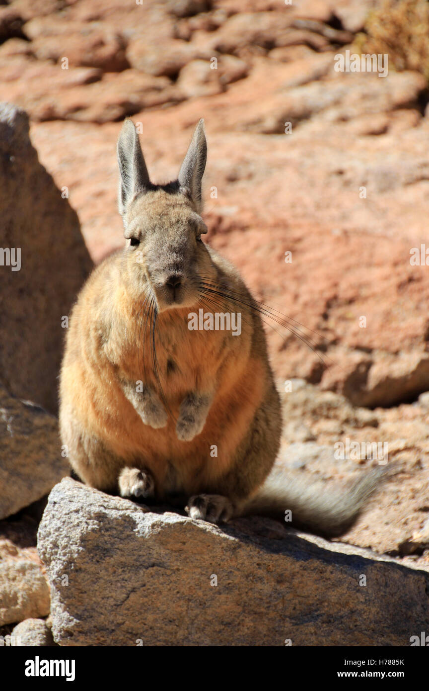 Viscacha, lagostomus maximus, family of the chinchillas, southern Bolivia Stock Photo