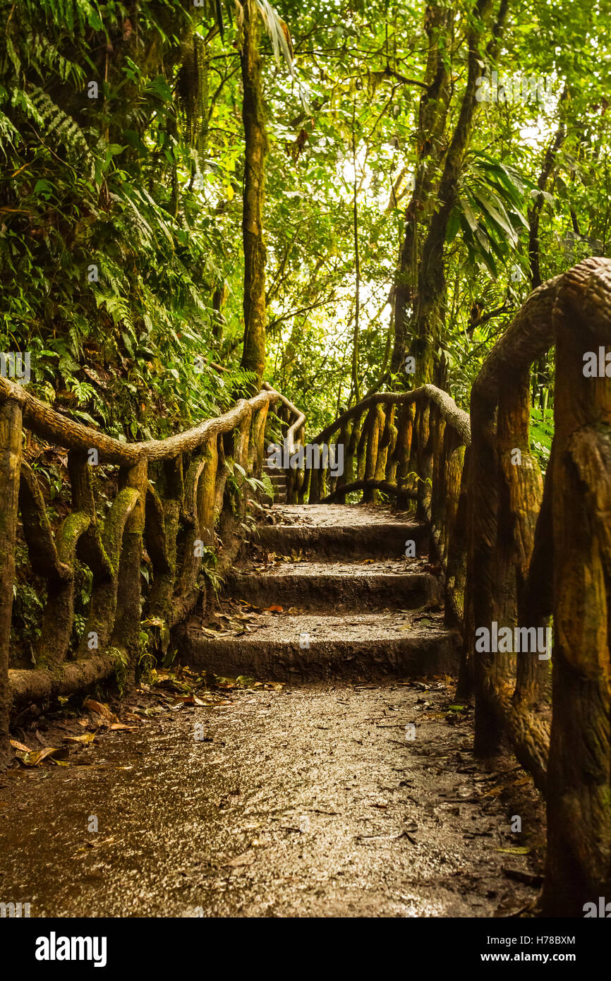 stairs in concrete wet and muddy in rain-forest Stock Photo