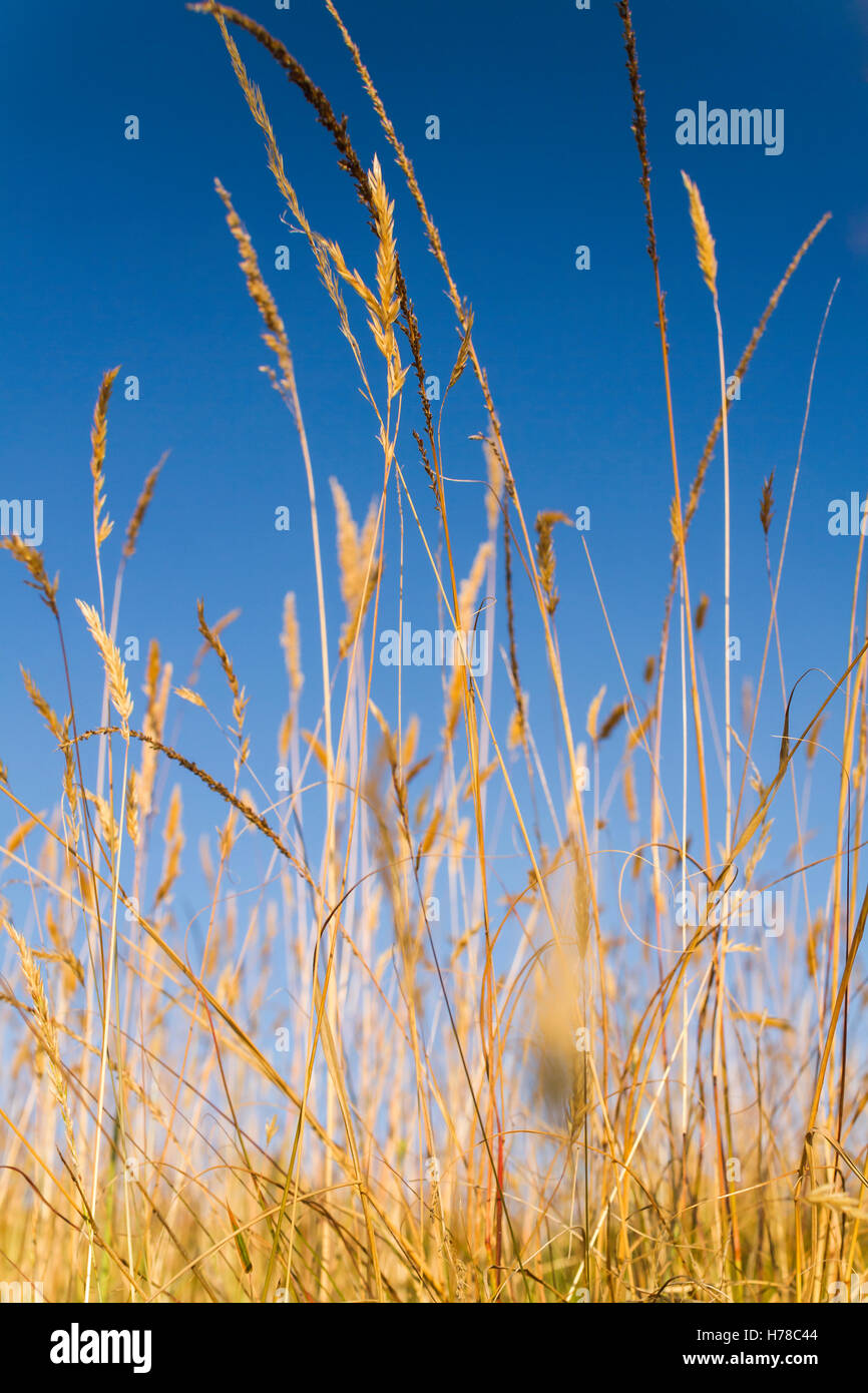 Dry grass seen from the ground with blue sky background Stock Photo
