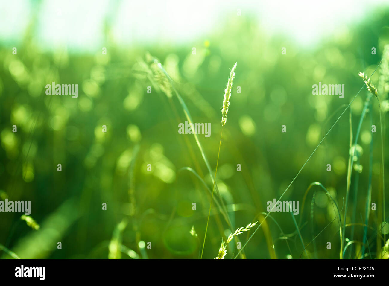 detail of green grass with a bokeh as background with a sun bath over the grass Stock Photo