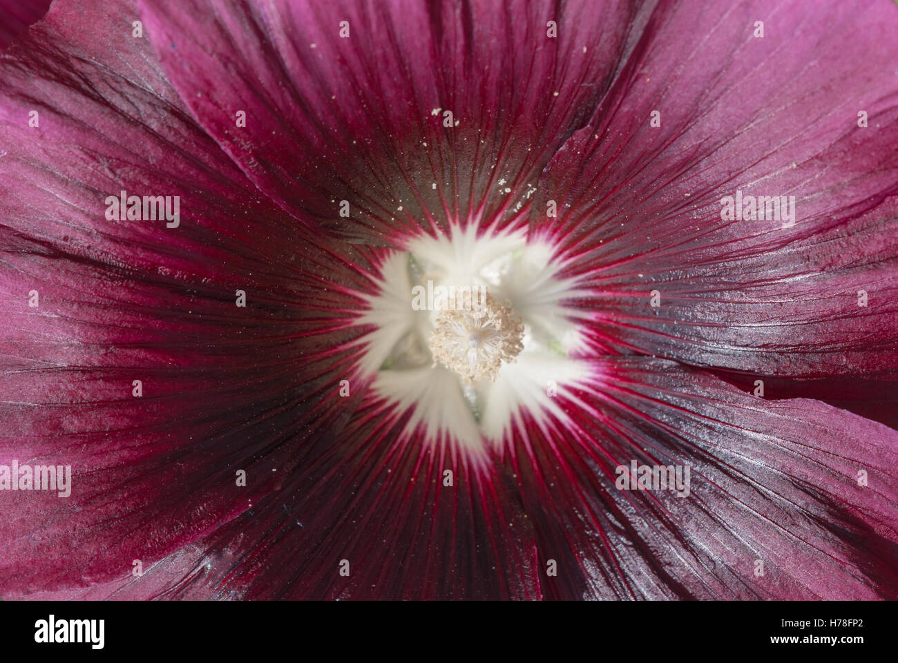 Purple flower of hollyhock macro. Stock Photo