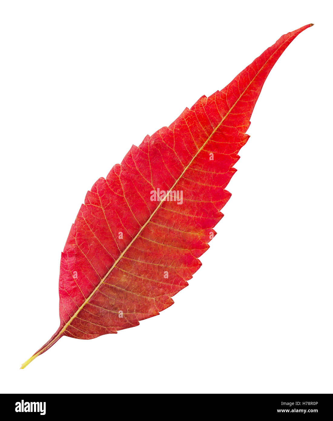 Red autumn leaf isolated on white background Stock Photo - Alamy
