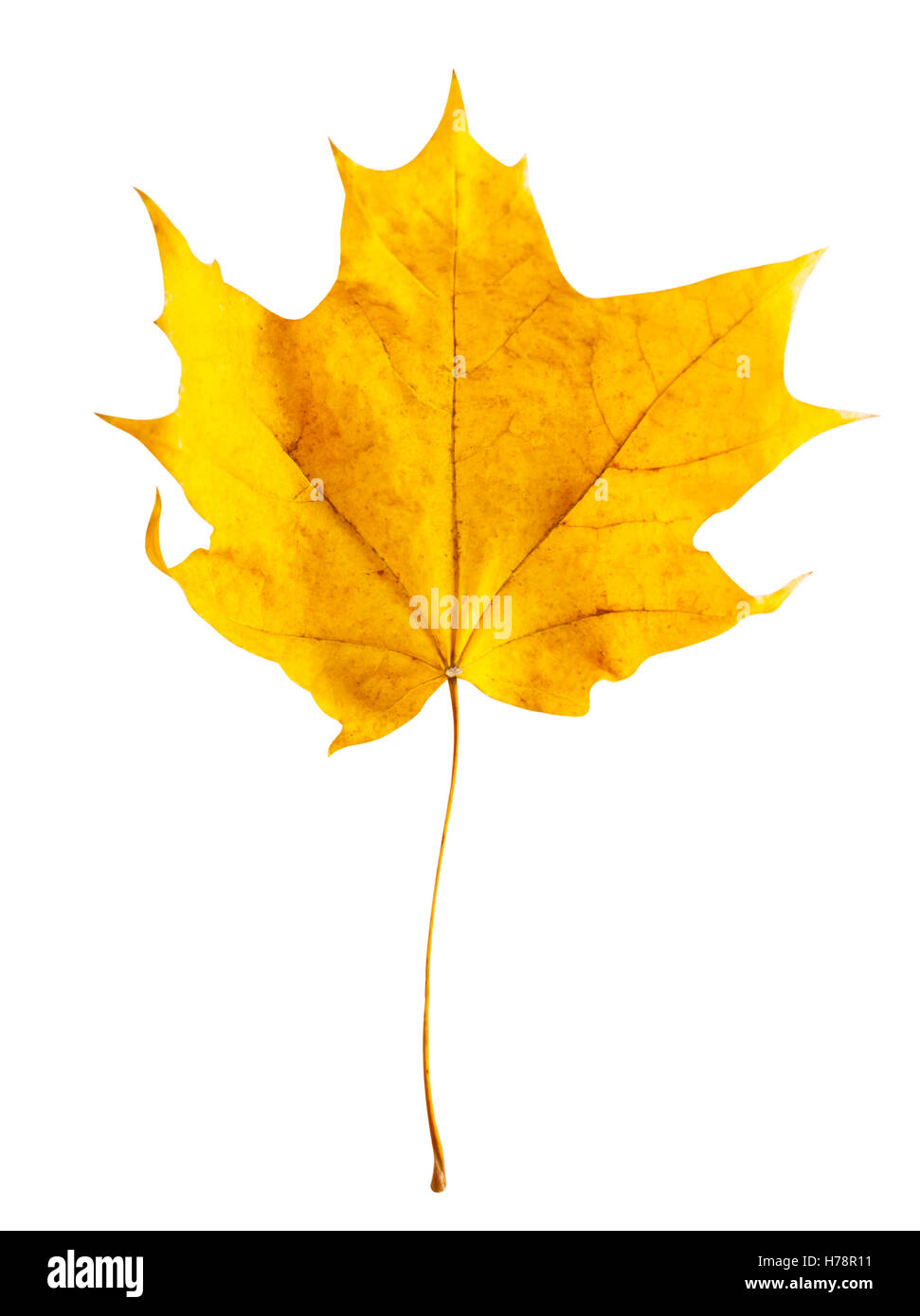 Yellow autumn maple leaf isolated on white background Stock Photo - Alamy