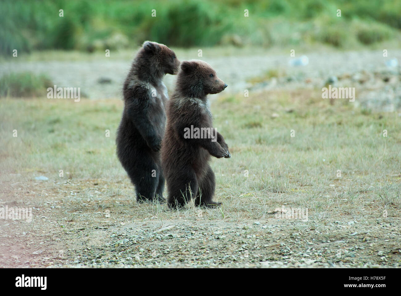 Brown bear (ursus arctos) twin cubs standing upright, Kukak Bay, Katmai National Park, coast, Alaska Stock Photo