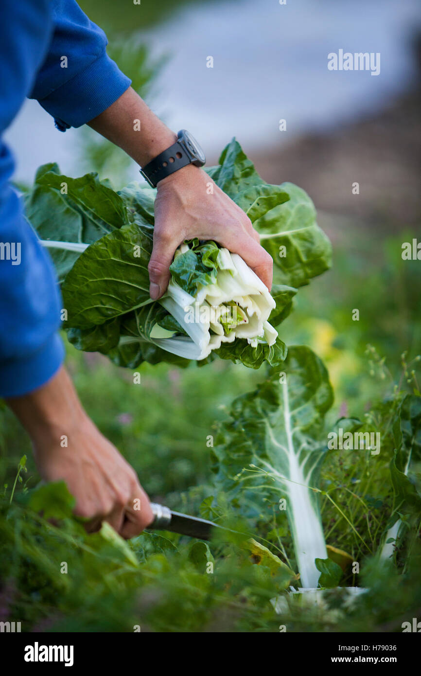 Zoom farming hi-res stock photography and images - Alamy