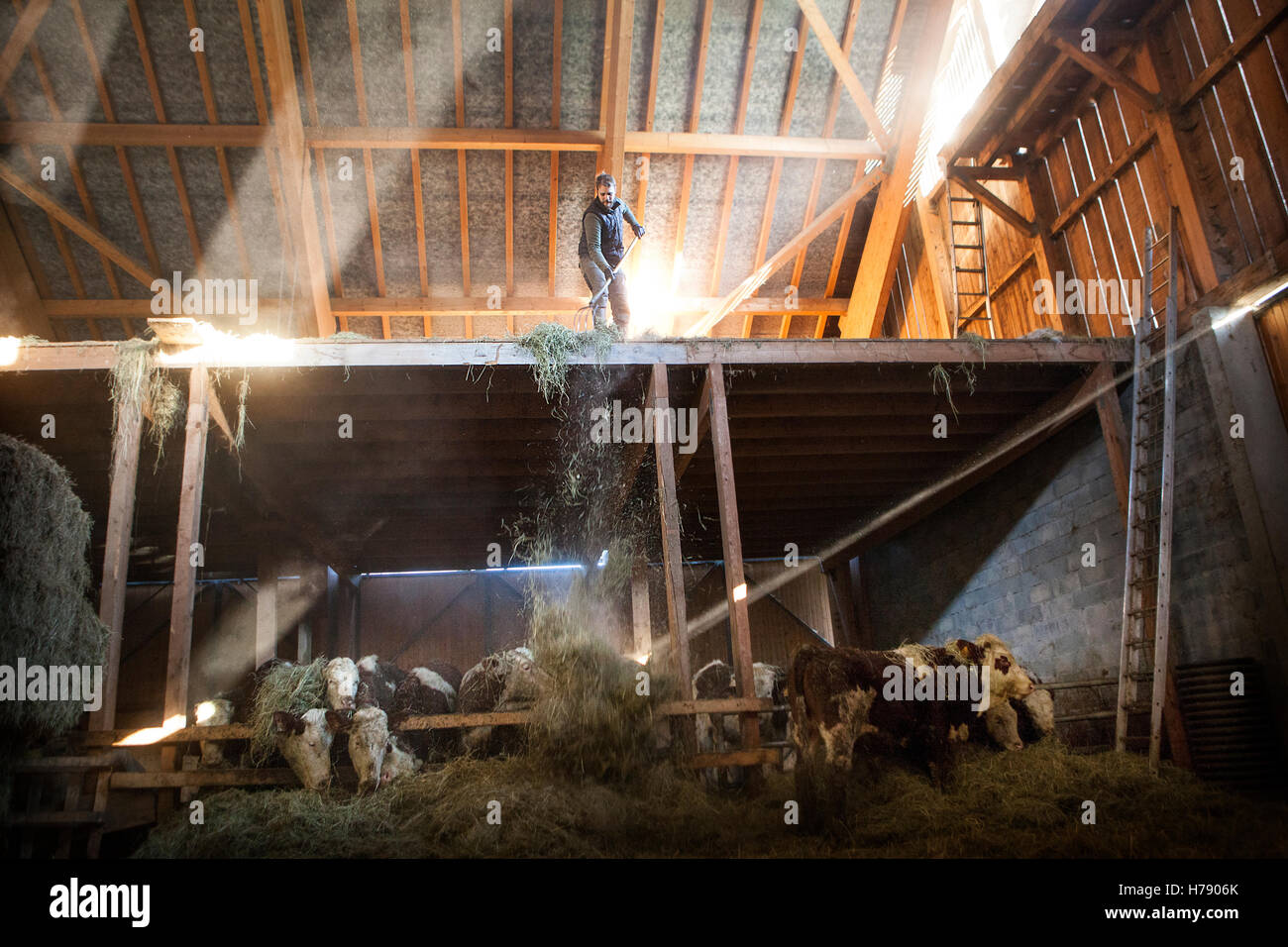 ORGANIC FARMING Stock Photo