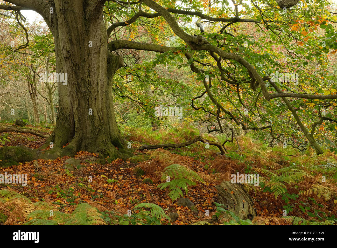 Woodland tree hi-res stock photography and images - Alamy