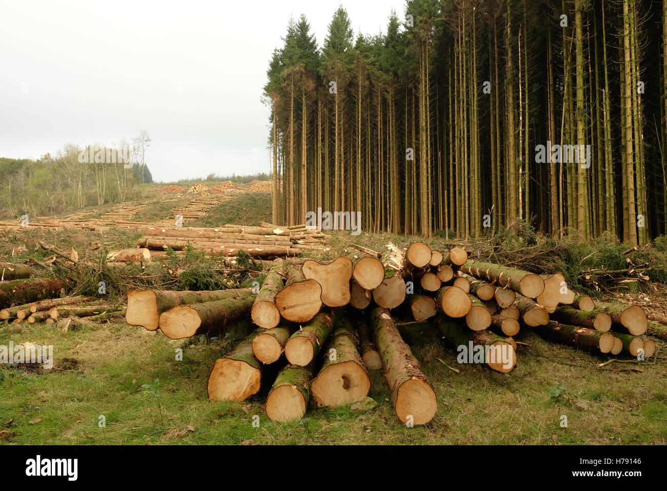 stacked tree trunks in a commercial forestry Stock Photo