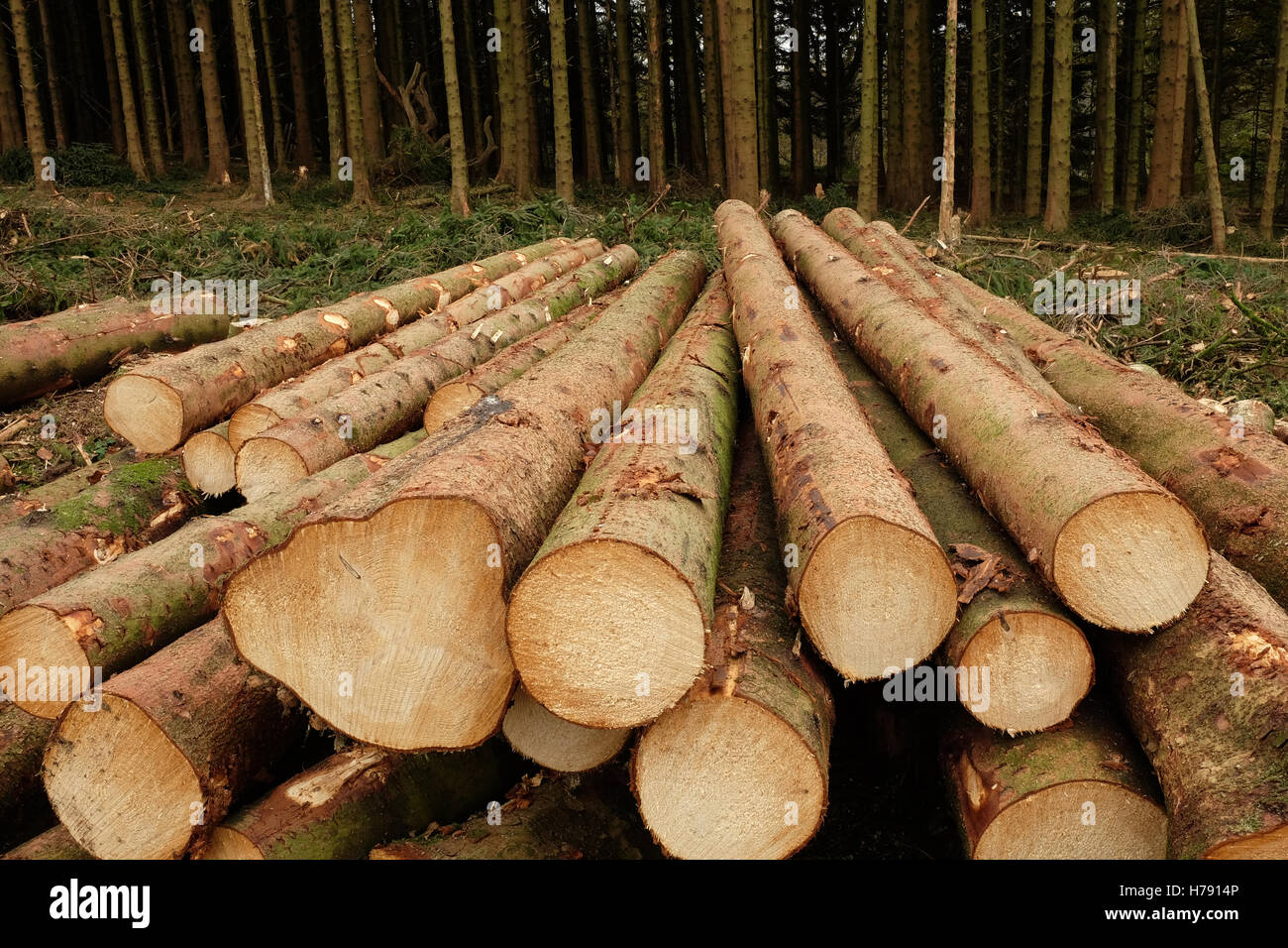 stacked tree trunks in a commercial forestry Stock Photo