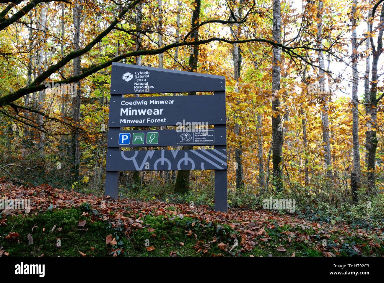Natural Resources Wales sign Minwear  Forest Canaston Woods Pembrokeshire Wales Cymru UK GB Stock Photo