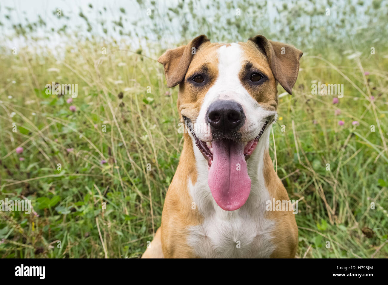 Smiling dog with big put out tongue sitting in the field among grasses and flowers on sunny day. Stock Photo
