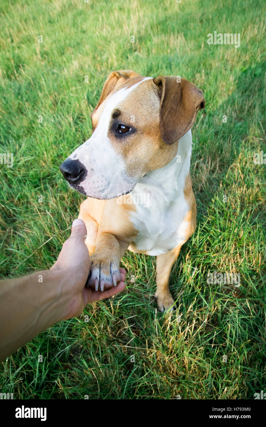 Dog giving paw from human point of view outdoors on green lawn Stock