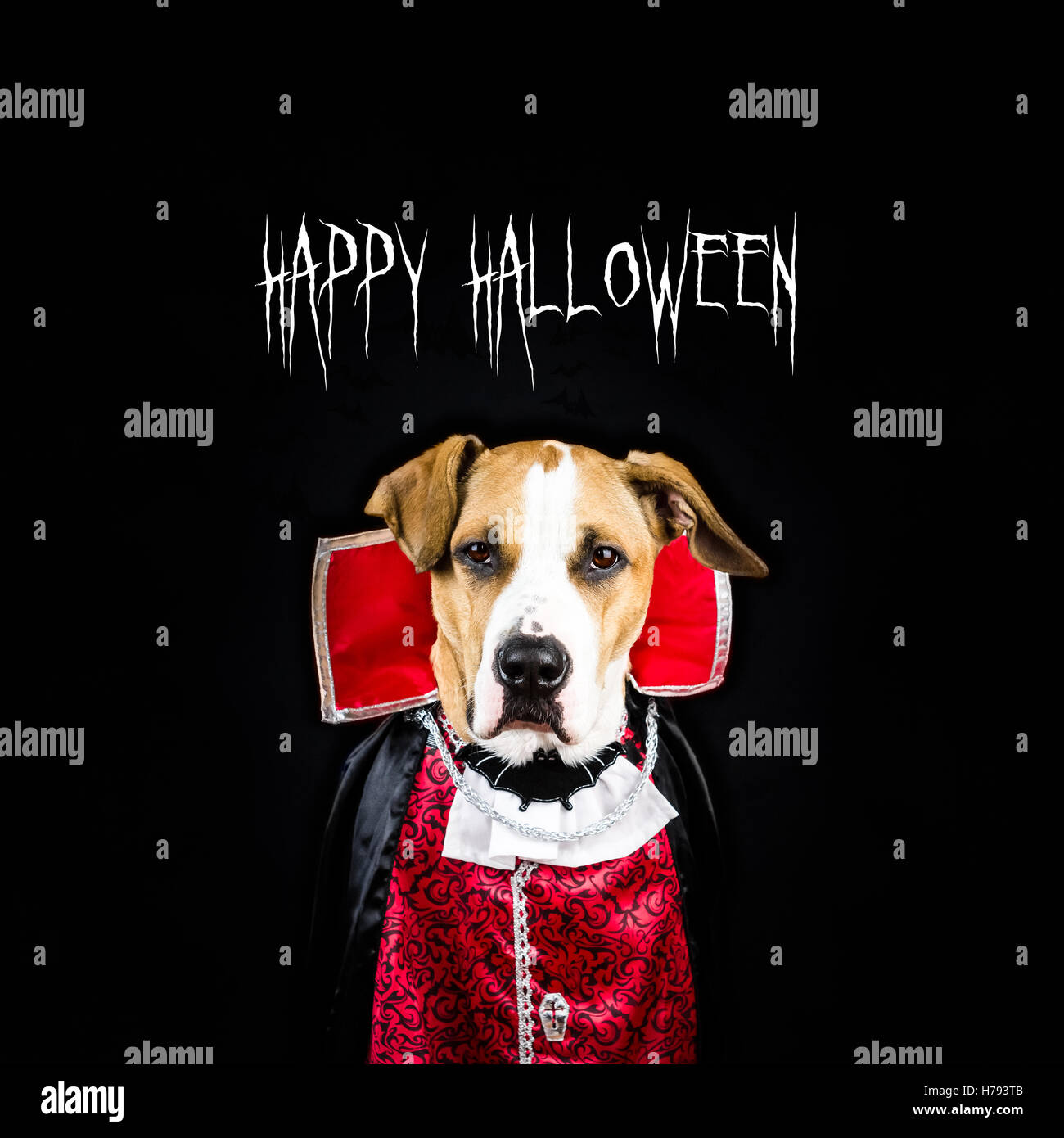 Dog in halloween vampire costume. Poster for halloween with puppy dressed  up as dracula in black background Stock Photo - Alamy
