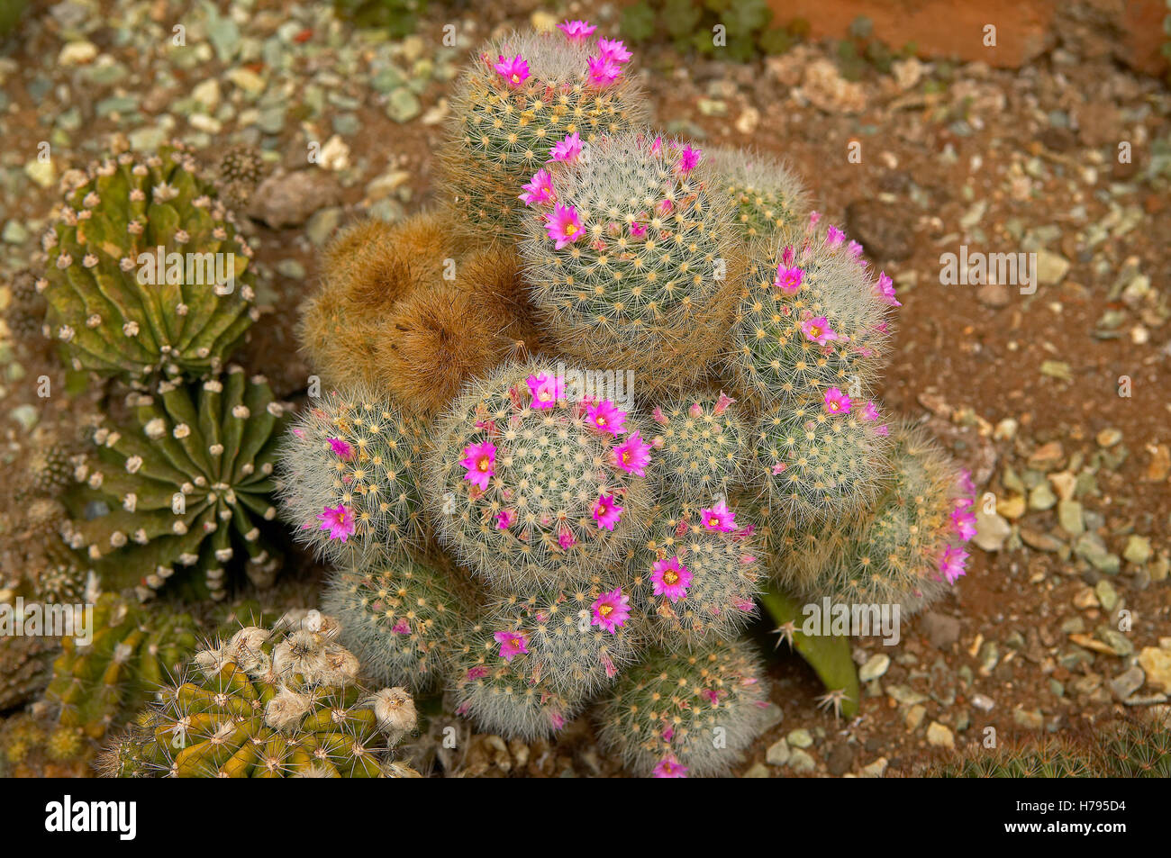 Dahlia good earth pink flower bloom cactus blossom closeup plant