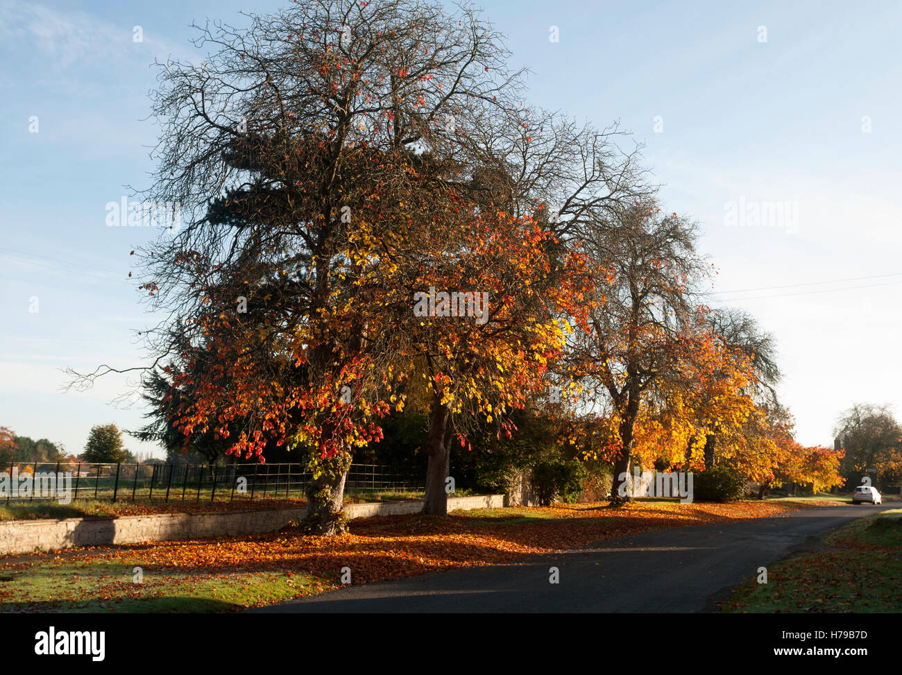Trees in autumn in Honington village, Warwickshire, England, UK Stock Photo