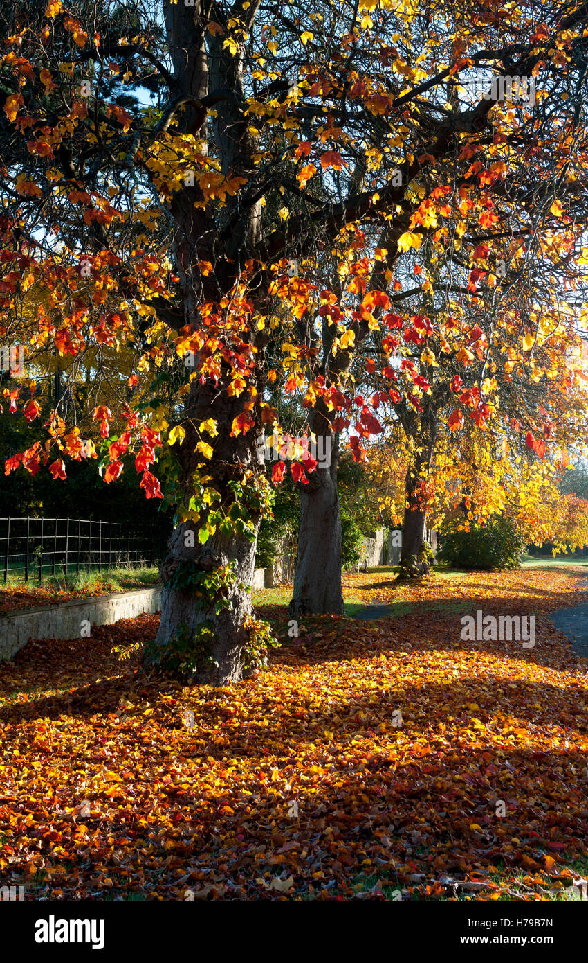 Autumn colour in Honington village, Warwickshire, UK Stock Photo